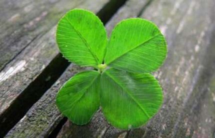 The four-leaf clover is one of the most valuable talismans for luck, discovered by chance