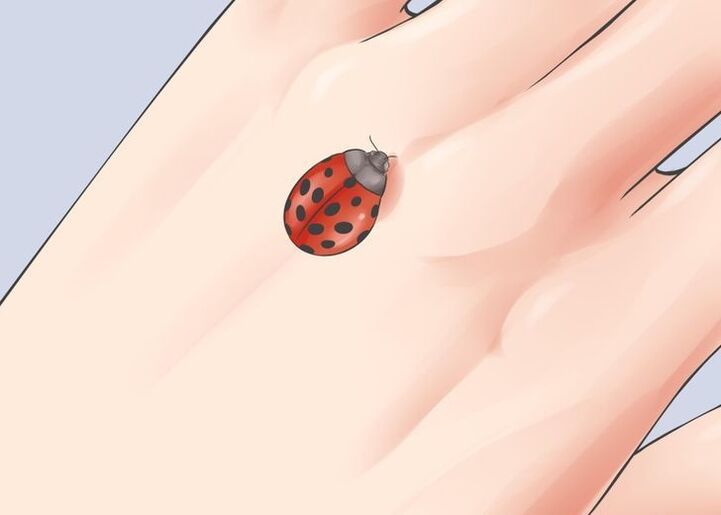 ladybug as a talisman for luck