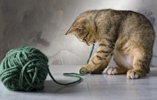 Kittens playing with yarn ball